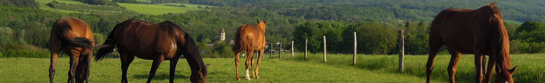 Diapo (chevaux)