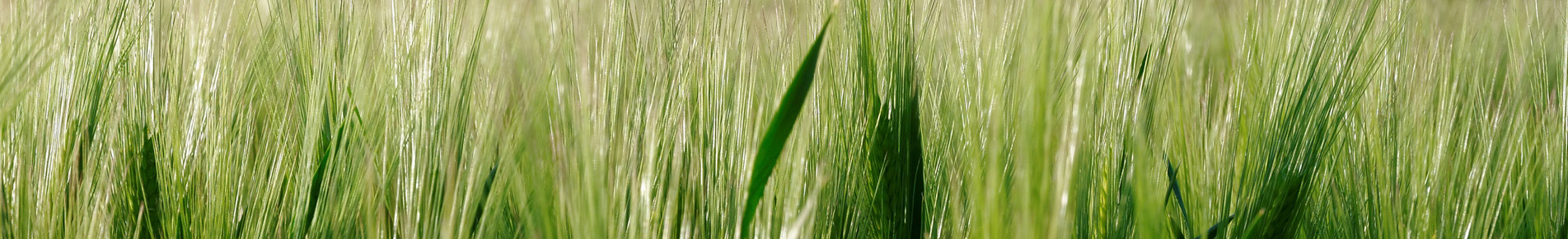 Diapo (nature)